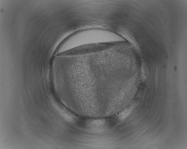 X0000077380156200611101738