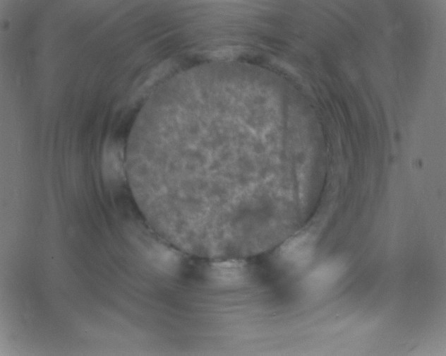 X0000077380240200611101737