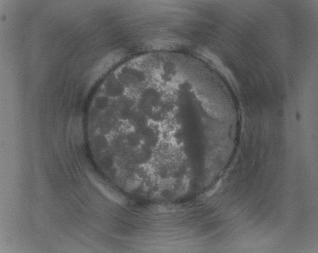 X0000077380250200611101736