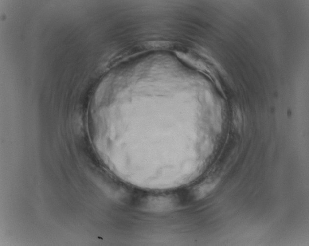 X0000077380259200611101737