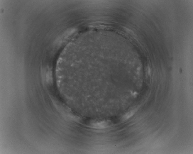 X0000077380267200611101737