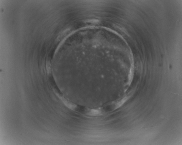 X0000077380285200611101737