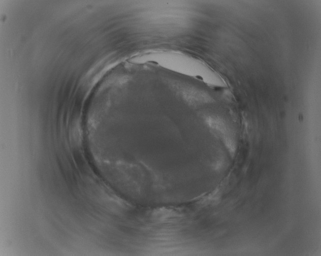 X0000077380290200611101736