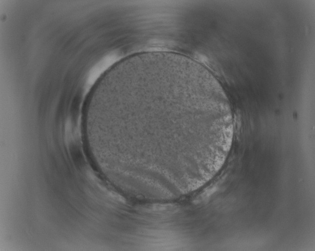 X0000077380292200611101736