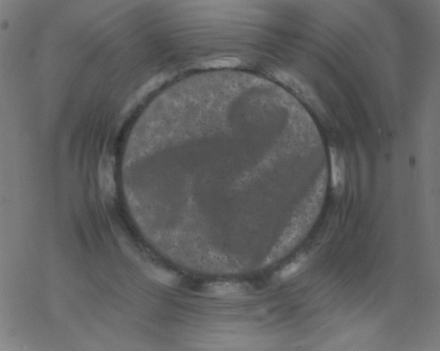 X0000077380300200611101736