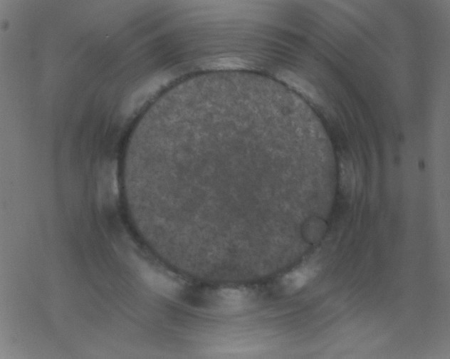 X0000077380302200611101736