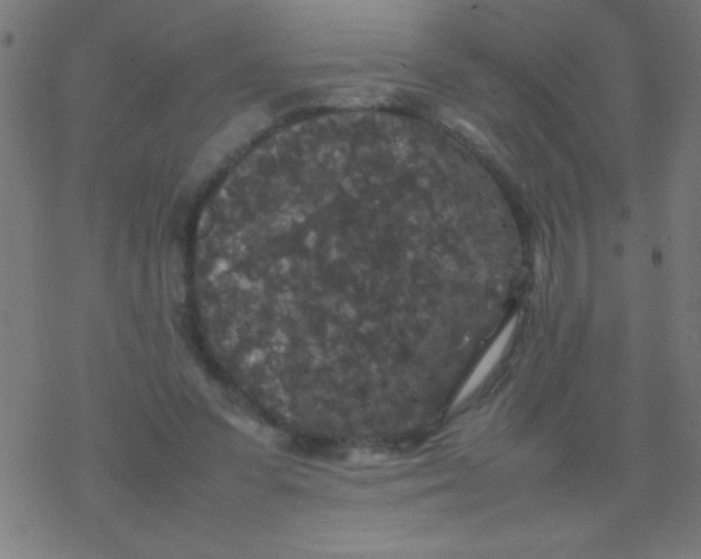 X0000077380303200611101736