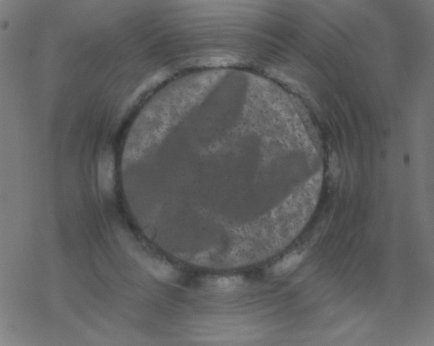 X0000077380304200611101736