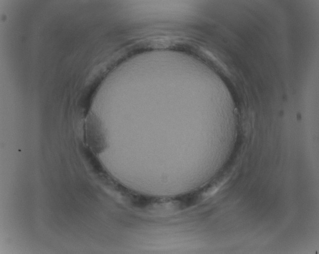 X0000077380307200611101736