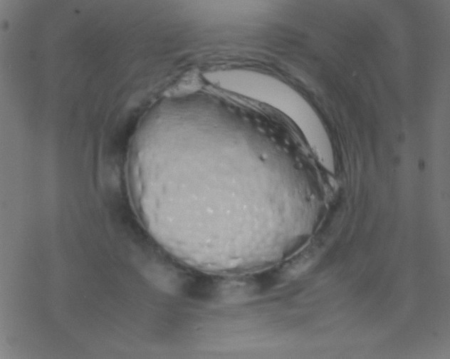 X0000077380315200611101736