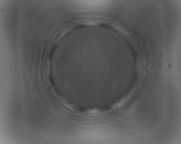 X0000077380325200611101736