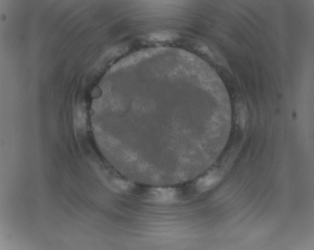 X0000077380328200611101736