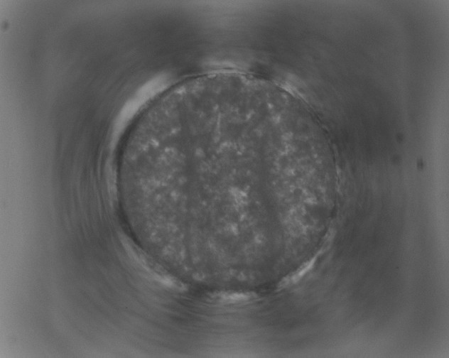 X0000077380343200611101735