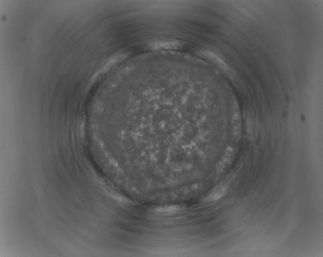 X0000077380357200611101735