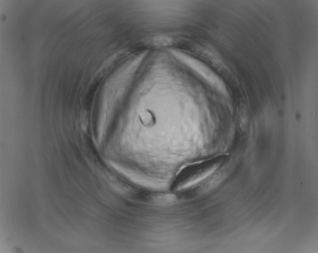 X0000077380374200611101735