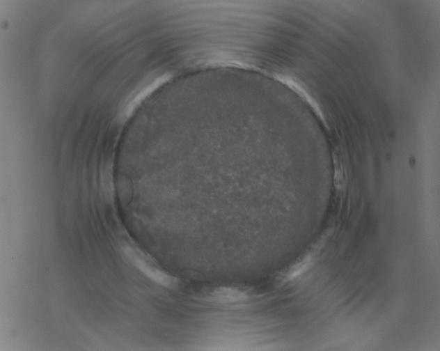 X0000077380390200611101735