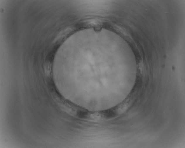 X0000077380423200611101734