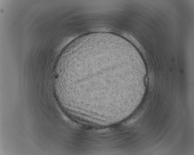 X0000077380433200611101733