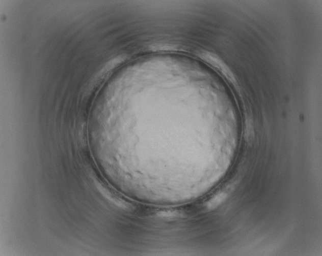 X0000077380441200611101733