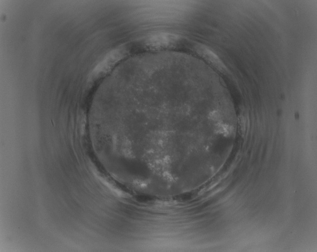 X0000077380458200611101734