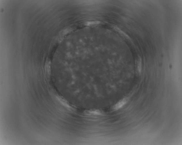 X0000077380475200611101734