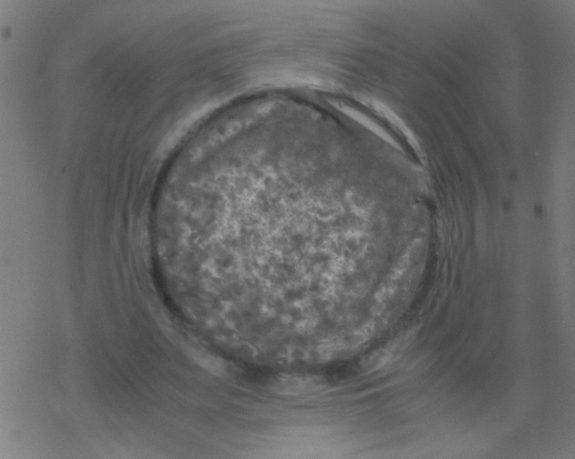 X0000077380487200611101733