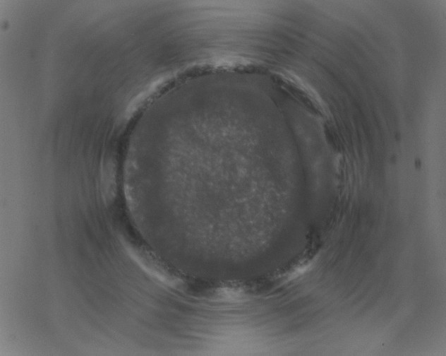 X0000077380496200611101733