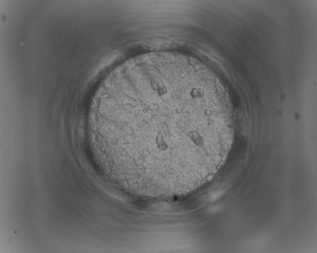 X0000077380499200611101733