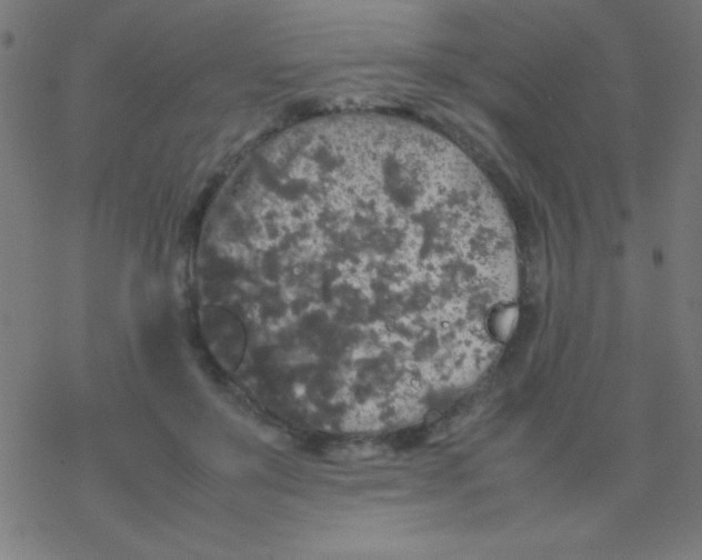 X0000077380503200611101733