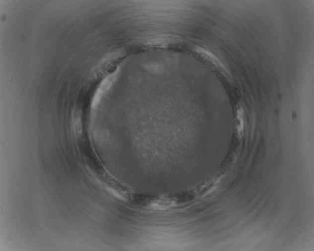 X0000077380504200611101733