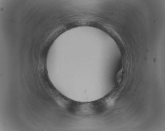 X0000077380505200611101733