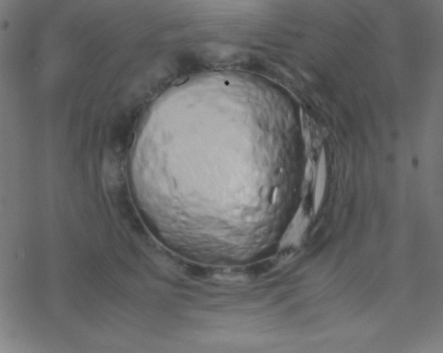 X0000077380515200611101733