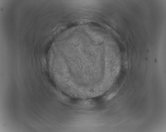 X0000077380523200611101732