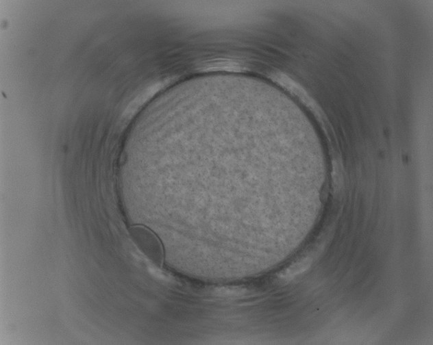 X0000077380529200611101732