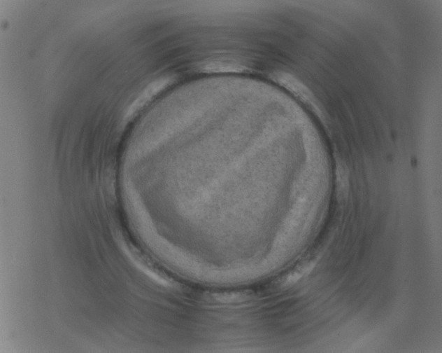 X0000077380533200611101732