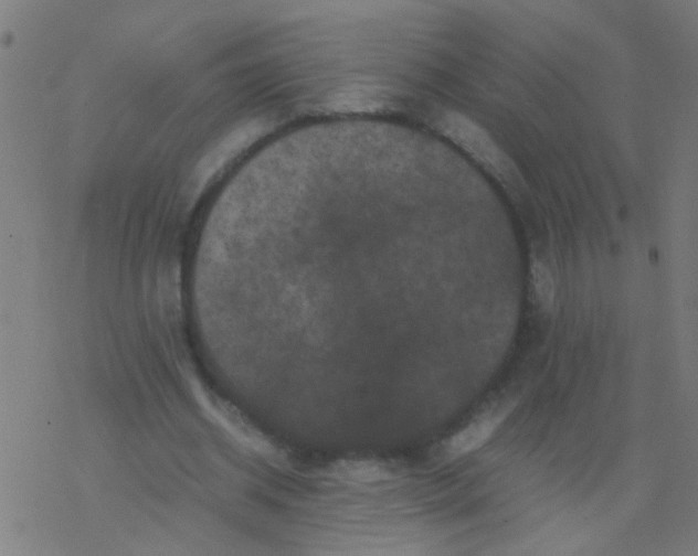 X0000077380534200611101732