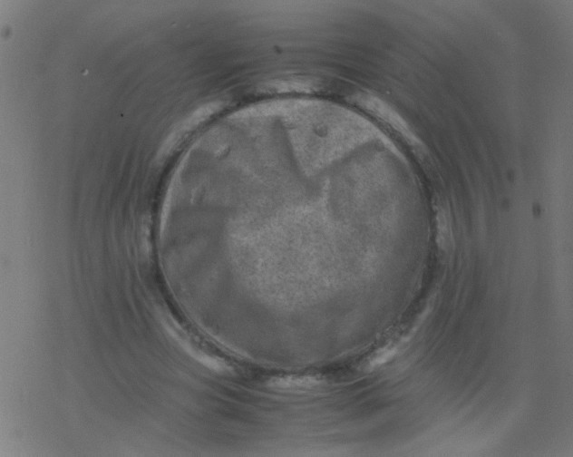 X0000077380537200611101732