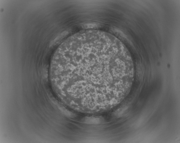 X0000077380545200611101732