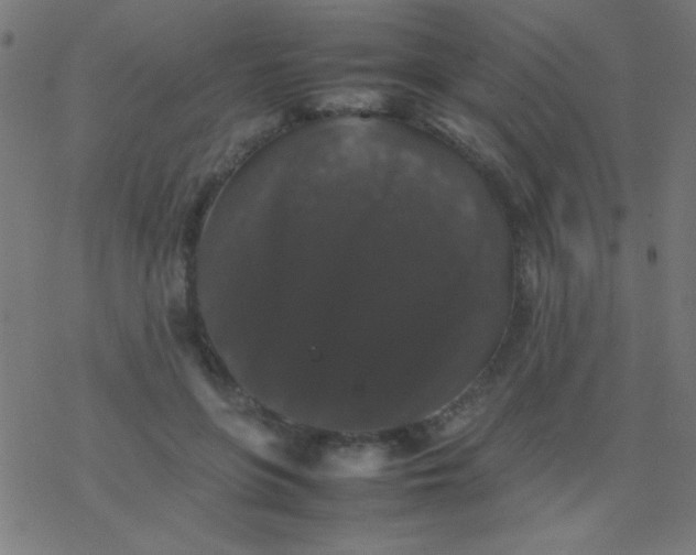 X0000077380551200611101732