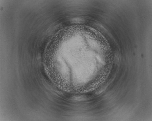 X0000077380557200611101732