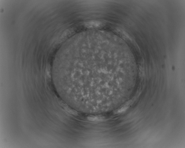 X0000077380561200611101732