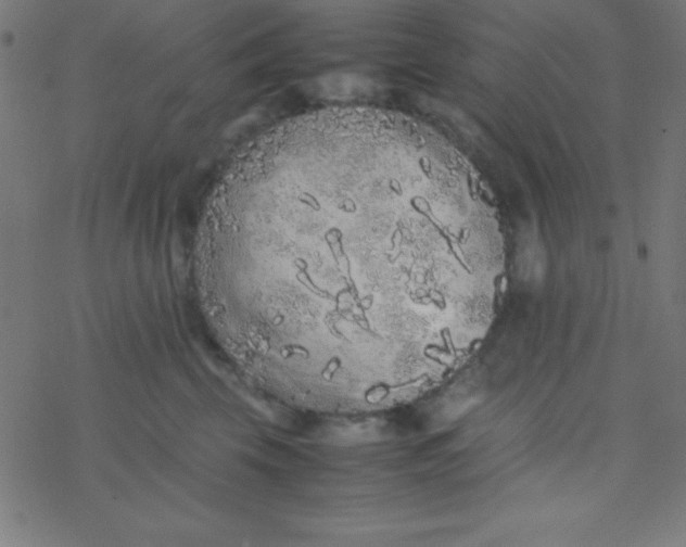 X0000077380569200611101732