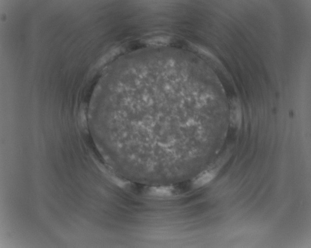 X0000077380573200611101732