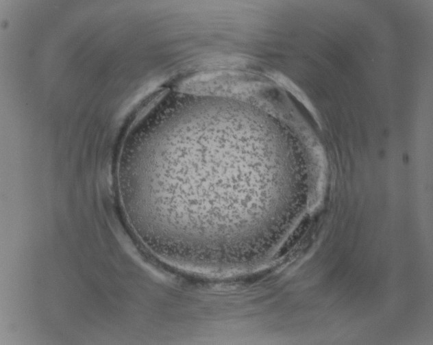 X0000077380581200611101731