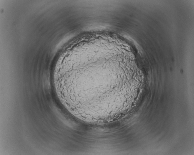 X0000077380582200611101731