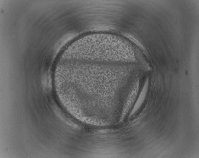 X0000077380584200611101731