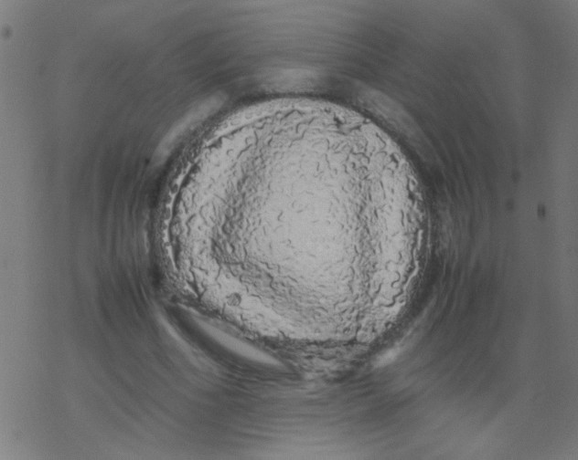 X0000077380586200611101731