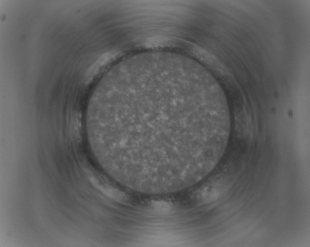 X0000077380592200611101731