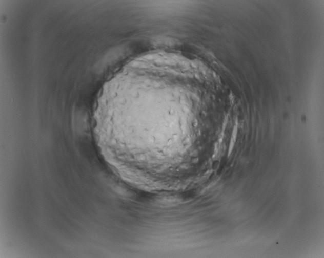 X0000077380619200611101731