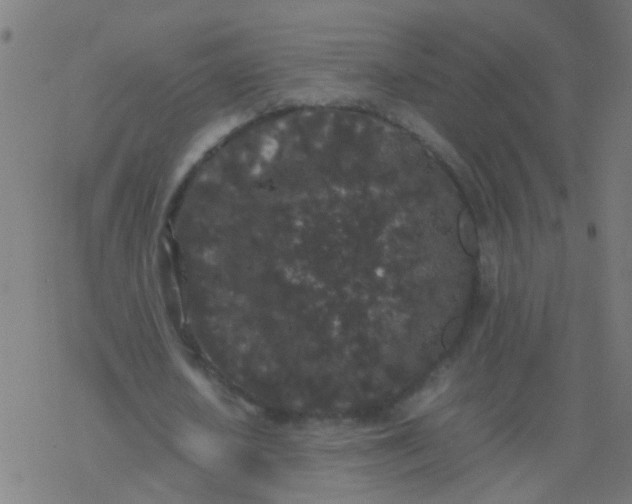 X0000077380626200611101730